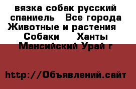 вязка собак русский спаниель - Все города Животные и растения » Собаки   . Ханты-Мансийский,Урай г.